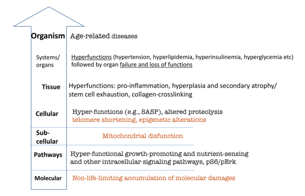 Figure 3. Hierarchical hallmarks of aging based on hyperfunction theory, applicable to humans. Non-life-limiting hallmarks are shown in brown color. See text for explanation.