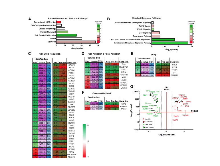 Senescence-associated exosomes transfer miRNA-induced fibrosis to neighboring cells
