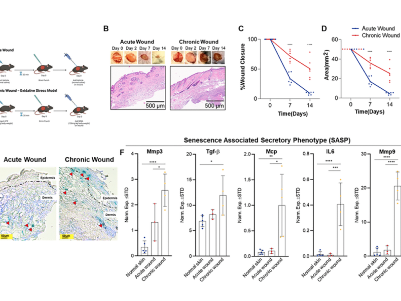 Figure 1. Oxidative stress-induced wounding results in a chronic wound with increased SA-β-gal expression and SASP burden.
