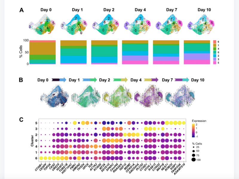 Figure 3. Cell states evolving over time after ETO-induced senescence.