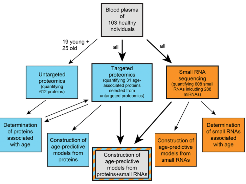 Figure 1. Schematic overview of our study.