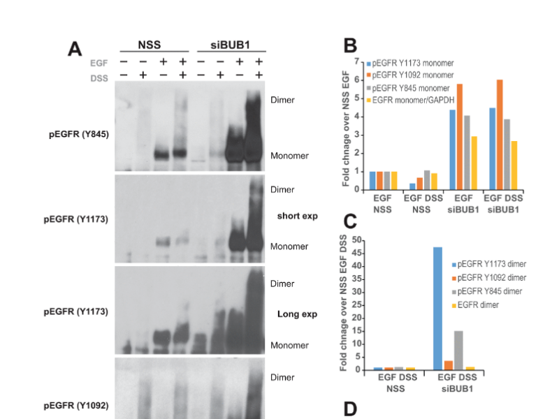 Budding uninhibited by benzimidazoles-1 (BUB1) regulates EGFR signaling by reducing EGFR internalization