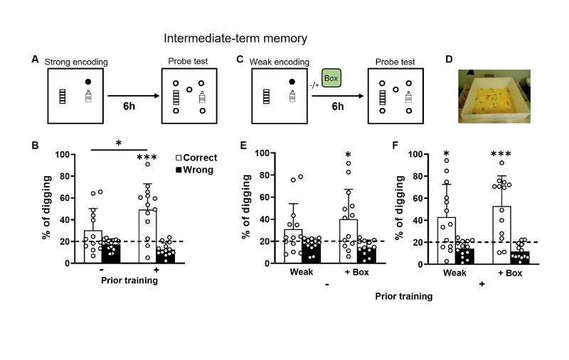 Cognitive rescue in aging through prior training in rats