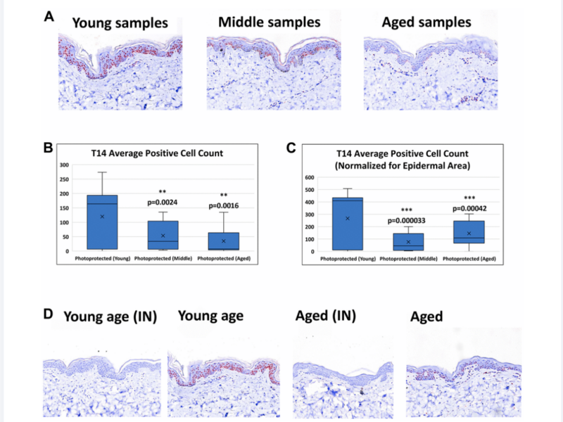 Figure 2. Detection of T14 in skin.
