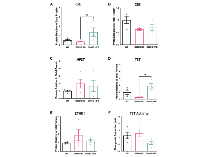 Figure 2. Hepatic protein levels of H2S producing enzymes in progeria MM