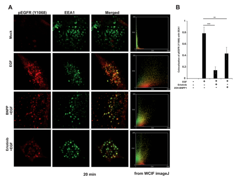 Figure 6. BUB1 inhibitor reduces endocytosis of active EGFR in MDA-MB-231-1833 cells.