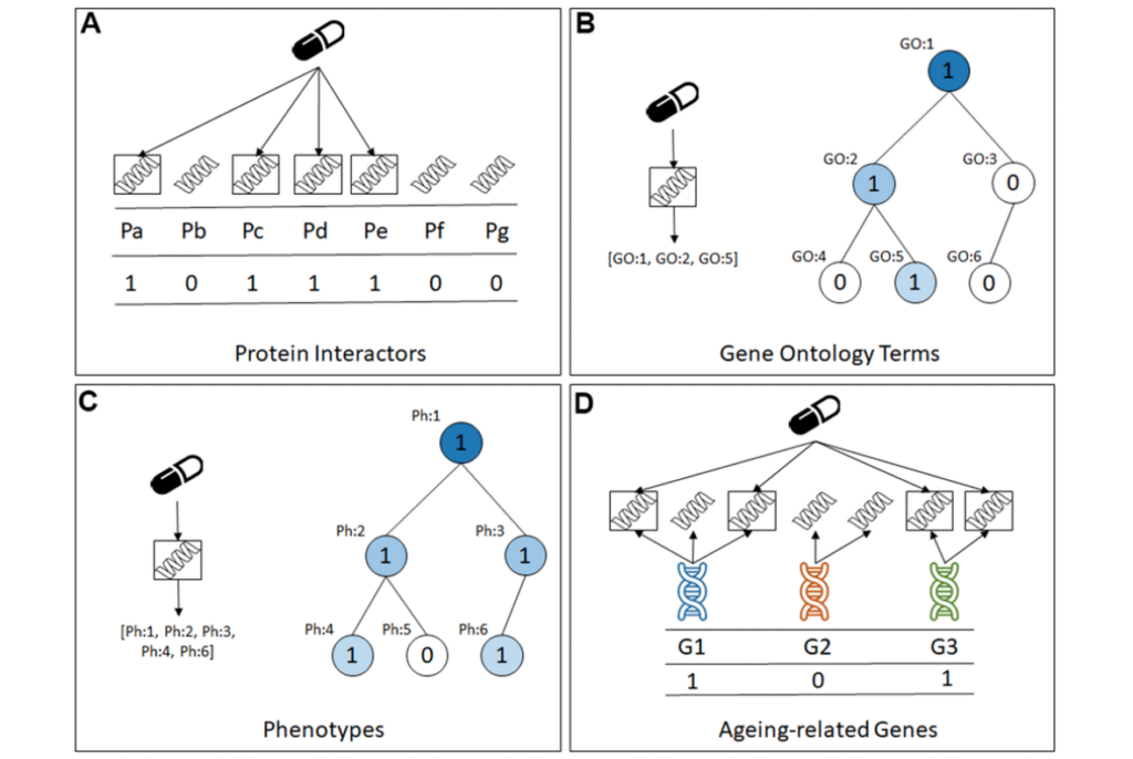 Figure 1. The four types of predictive features in the datasets created for this study. (A) Protein Interactors, (B) Gene Ontology Terms, (C) Phenotypes, (D) Ageing-related genes. machine learning