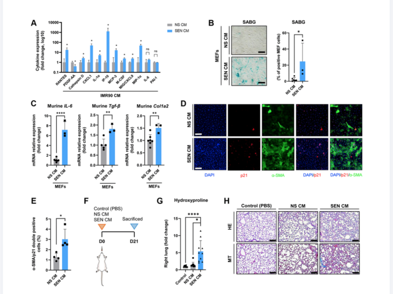 Figure 4. The secretome of senescent human lung fibroblasts as mediator of murine lung fibrosis.