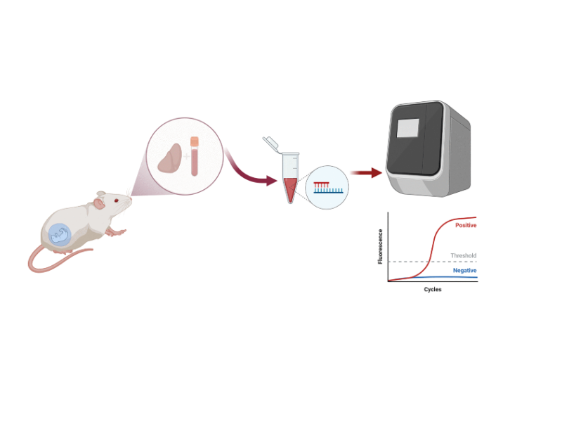 Copy number variation as a tool for implementing pregnancy as an aging model