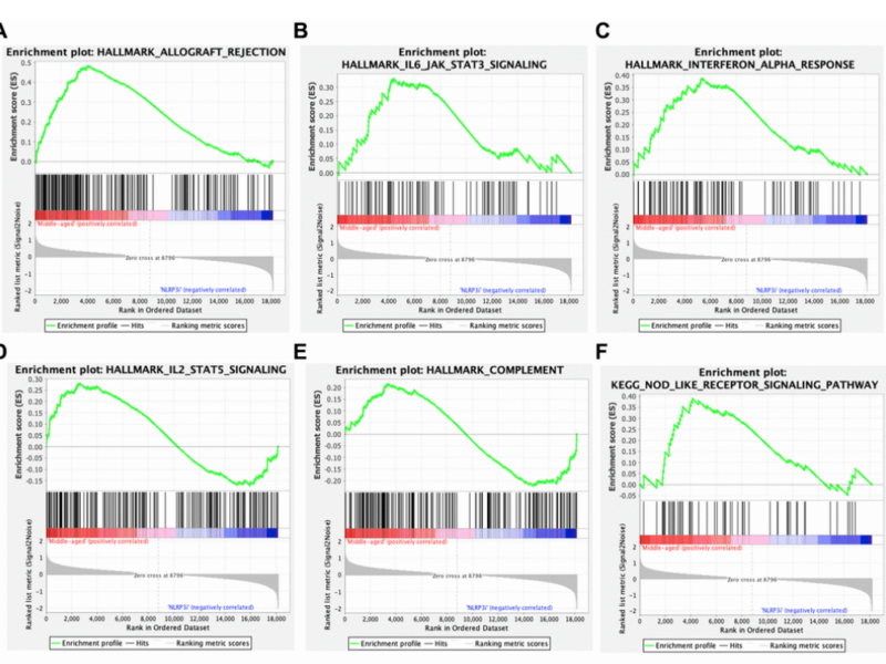 Figure 6. Podocyte inflammaging is reduced by inhibiting NLRP3.