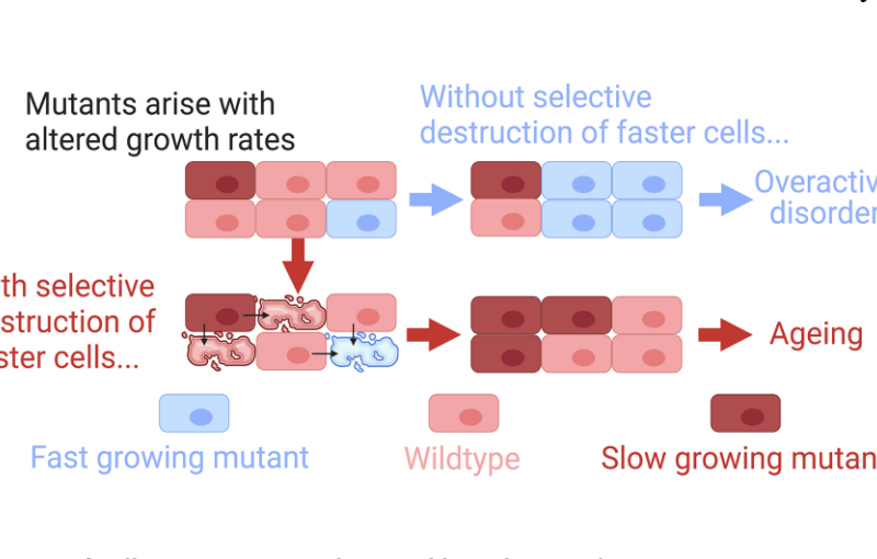 Figure 1. Outcomes of cell competition and control by selective destruction. C
