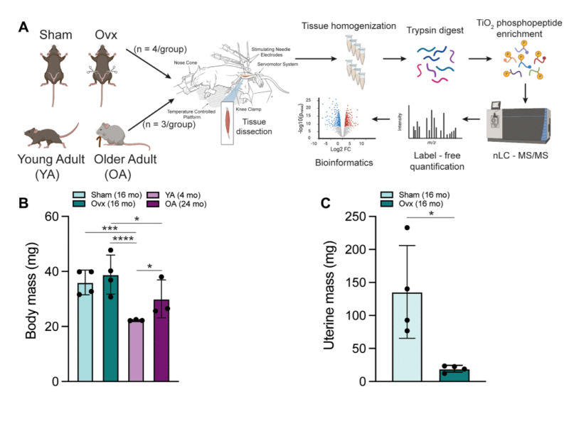 Natural aging and ovariectomy induces parallel phosphoproteomic alterations in skeletal muscle of female mice