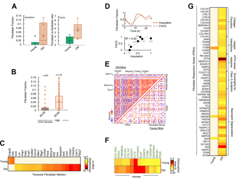 Figure 3. Fibroblasts mediate differential rhythmicity in aged pancreas.
