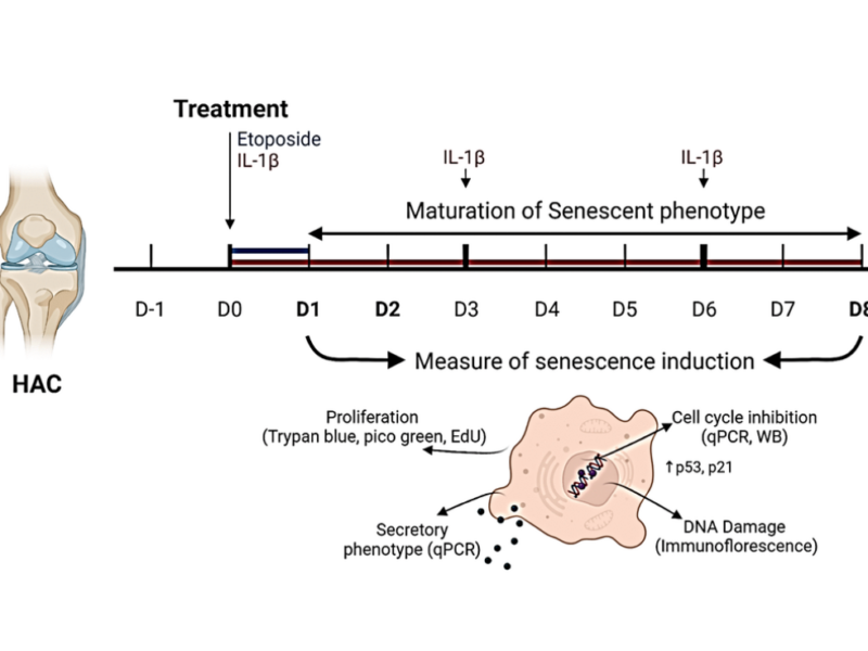 Figure 1. Experimental design. To investigate senescence in osteoarthritic chondrocytes, primary human articular chondrocytes (HACs) were stimulated with etoposide for 24 h (blue) or with IL-1β for 8 days (red) with treatment renewal at days 3 and 6. Senescence features were assessed at days 1 and 8 in both conditions by qPCR, WB, and immunofluorescence.