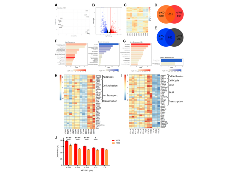 Figure 4. BMAL1 contributes to AP-1 mediated transcriptional control of the senescence program and confers resistance to apoptosis.