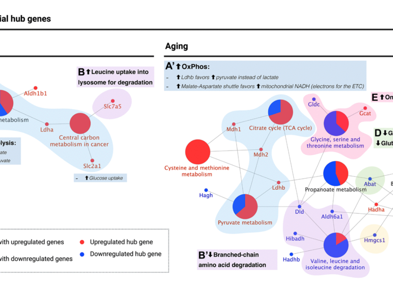 Figure 6. KEGG pathway enrichment analysis of astrocyte differential hub genes suggests a metabolic switch from aerobic glycolysis to oxidative phosphorylation during aging.