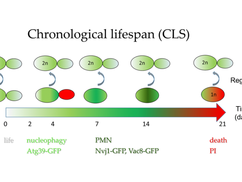 Figure 7. Autophagy contributes to cells’ survival during chronological aging.