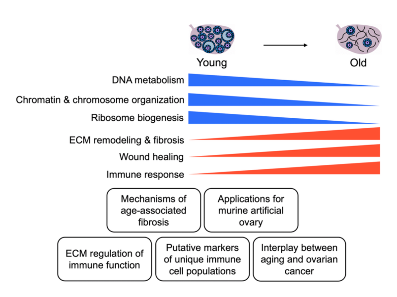 Figure 9. Summary of key findings. Schematic of key pathways significantly altered in the mouse ovaries with age and potential applications of these data for future studies.
