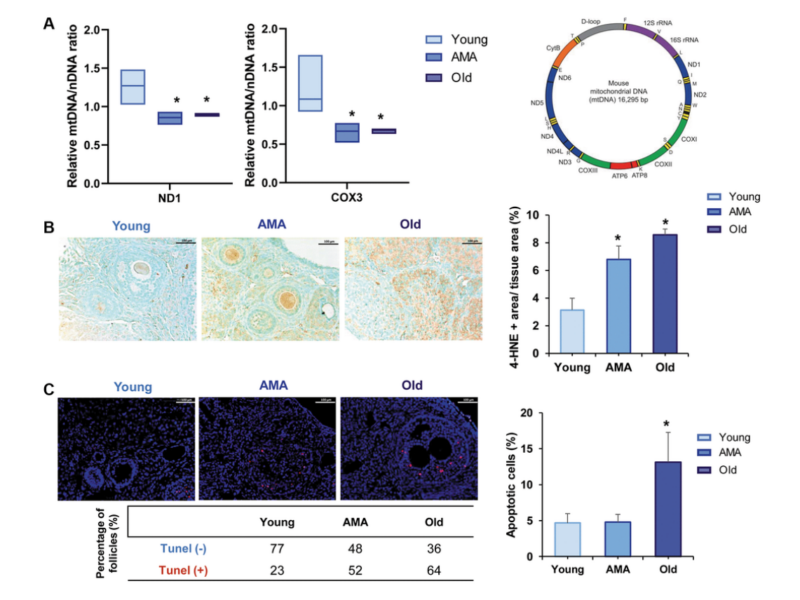 Figure 3. Mitochondrial function in the ovaries of a NOD/SCID mouse model for physiological human aging. Reproductive Aging