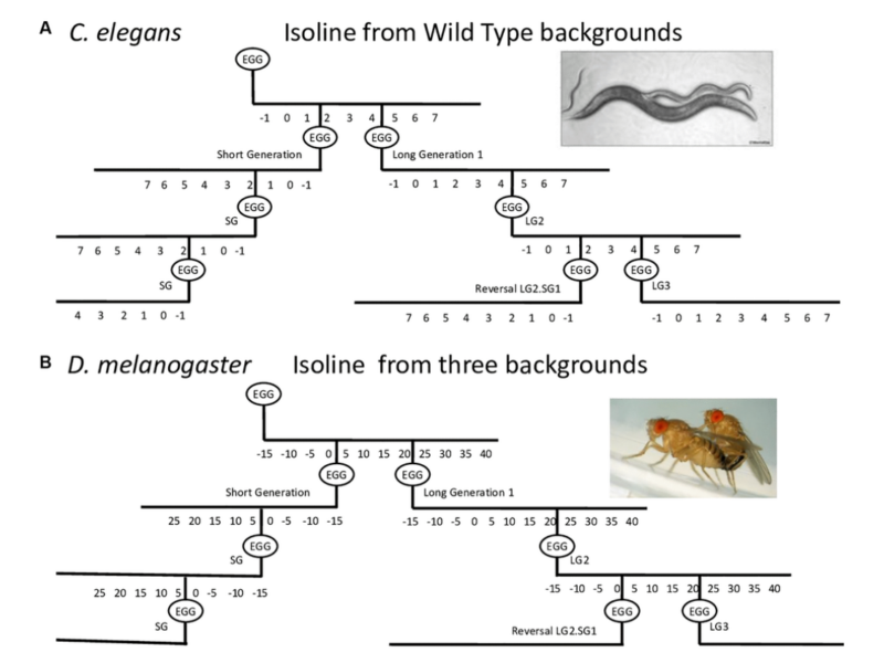 Figure 1. Schematic of the procedure used to establish long and short generation lines with consistent parental age at reproduction. longevity