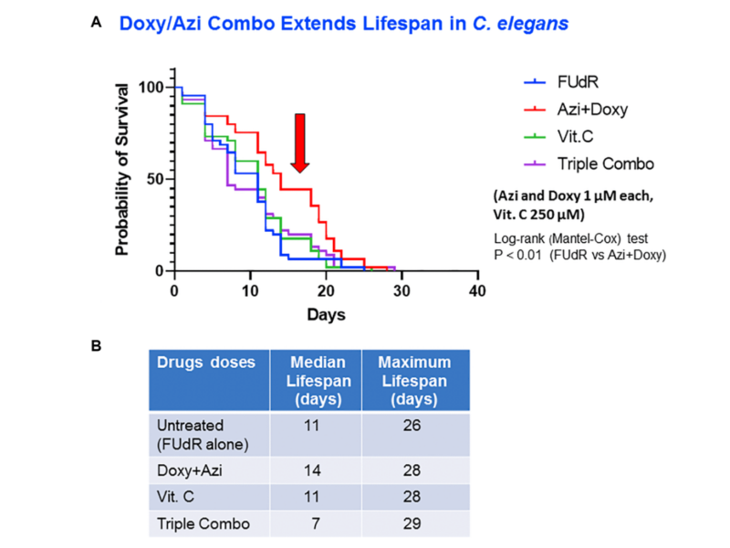 Figure 4. A double combination of antibiotics, doxycycline plus azithromycin, extends life span of C. elegans.