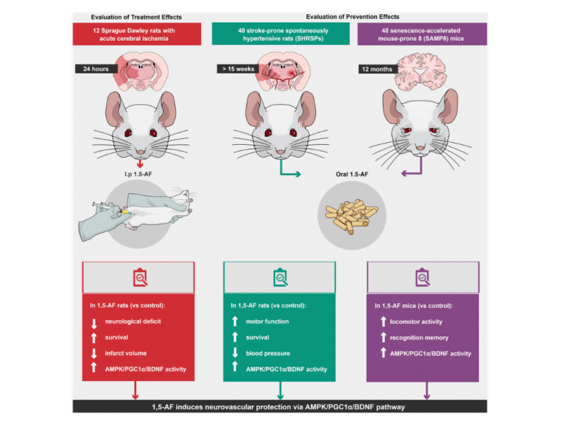 Figure 7. Schema of various effects and identical mechanisms of 1,5-AF in models of aging-associated brain diseases.