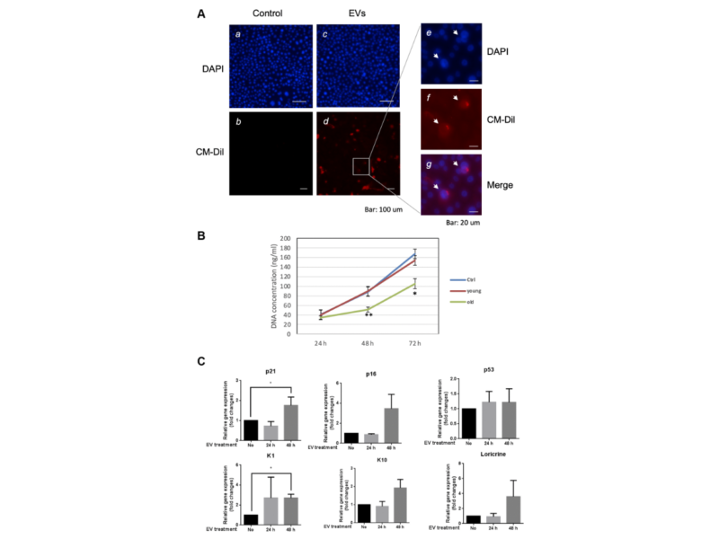 Figure 5. Aged EVs impact proliferation of young keratinocytes in 2D culture.