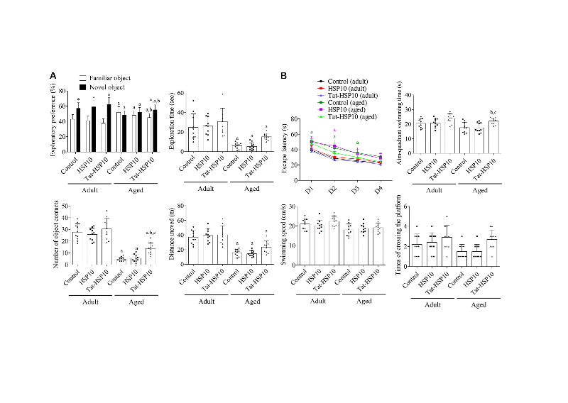 Tat-heat shock protein 10 ameliorates age-related phenotypes by facilitating neuronal plasticity and reducing age-related genes in the hippocampus