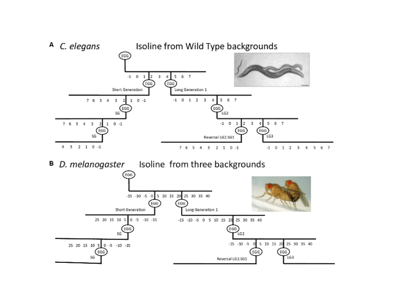 Parental age effect on the longevity and healthspan in Drosophila melanogaster and Caenorhabditis elegans