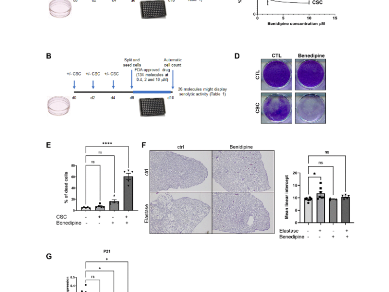 Benidipine calcium channel blocker promotes the death of cigarette smoke-induced senescent cells and improves lung emphysema
