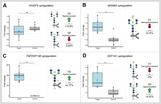 Mapping of the gene network that regulates glycan clock of ageing
