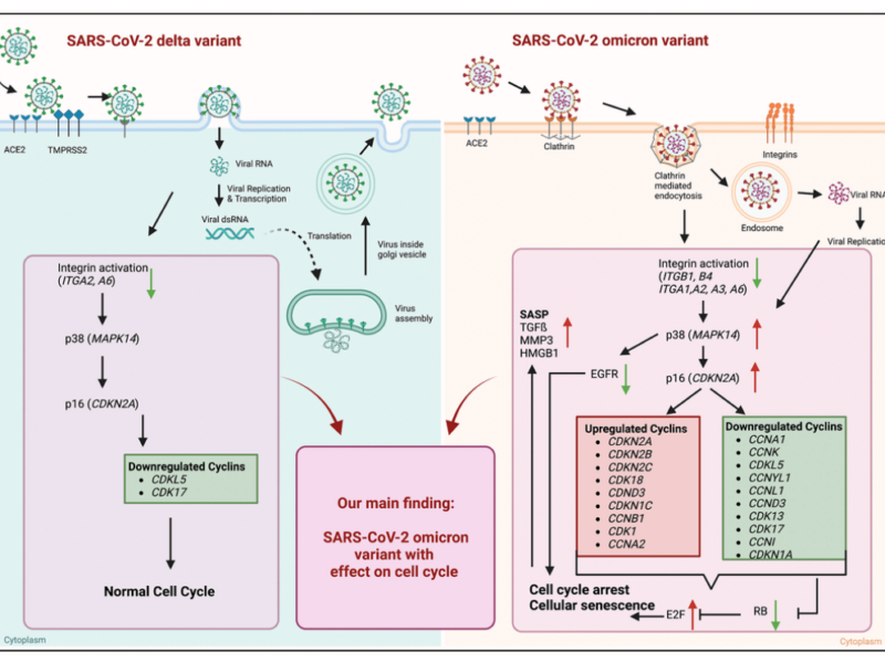 Figure 5. Graphical abstract of known differences of SARS-CoV-2 delta and omicron variant entry and findings of our study obtained from mRNA sequence data of 24 h post infection.