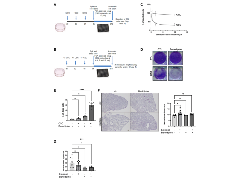 Figure 1. Identification of CaV blockers as a potential new class of senolytics.