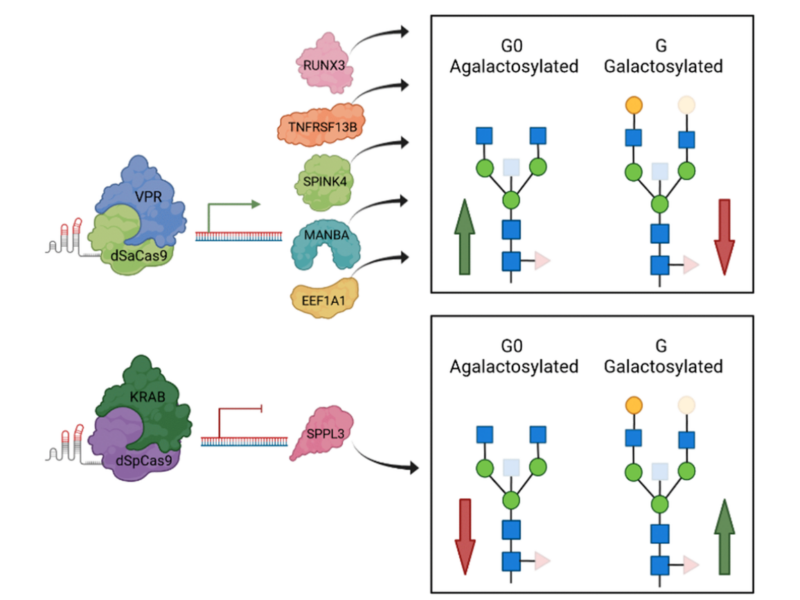 Figure 3. A graphical review of up-to-date functional validation of GWAS hits associated with IgG glycosylation using HEK293FS transient expression system with stably integrated dCas9-VPR or dCas9-KRAB fusions.