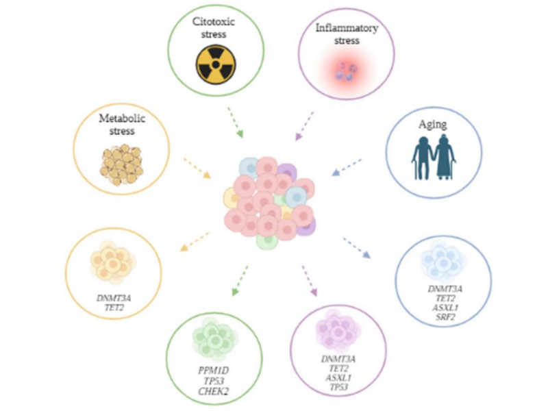 Figure 1. Stressors and CH clones