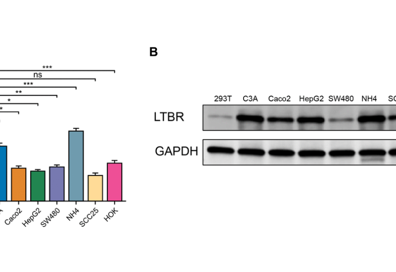 Figure 12. Validation of expression of the LTBR gene.