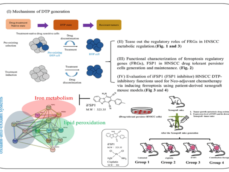 Figure 5. Graphical summary of the mechanisms underlying DTP generation.