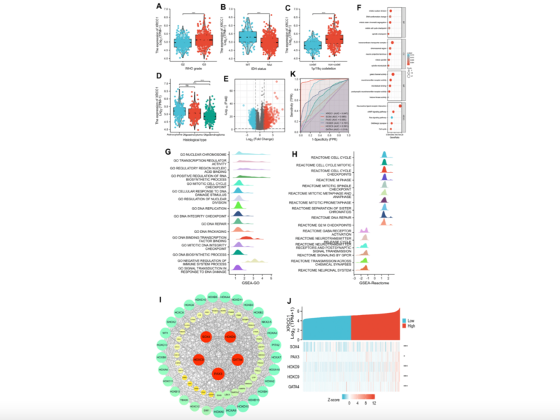 Figure 13. Associations between XRCC1 expression and different clinical characteristics in LGG.