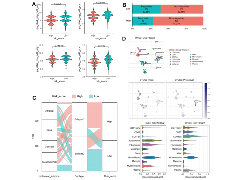 Figure 6. Immunotherapy response prediction of senescence related TME risk model and STCGs expression in single cell level.