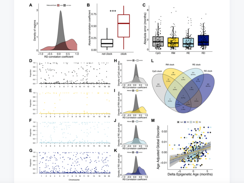 Figure 3. Epigenetic disorder underlies epigenetic clock signals.