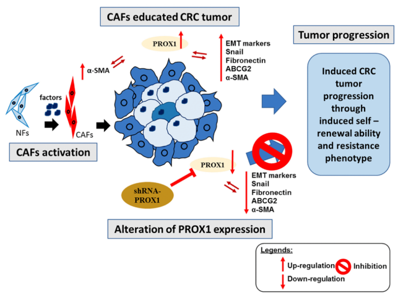 Figure 8. Overall summary of our study.