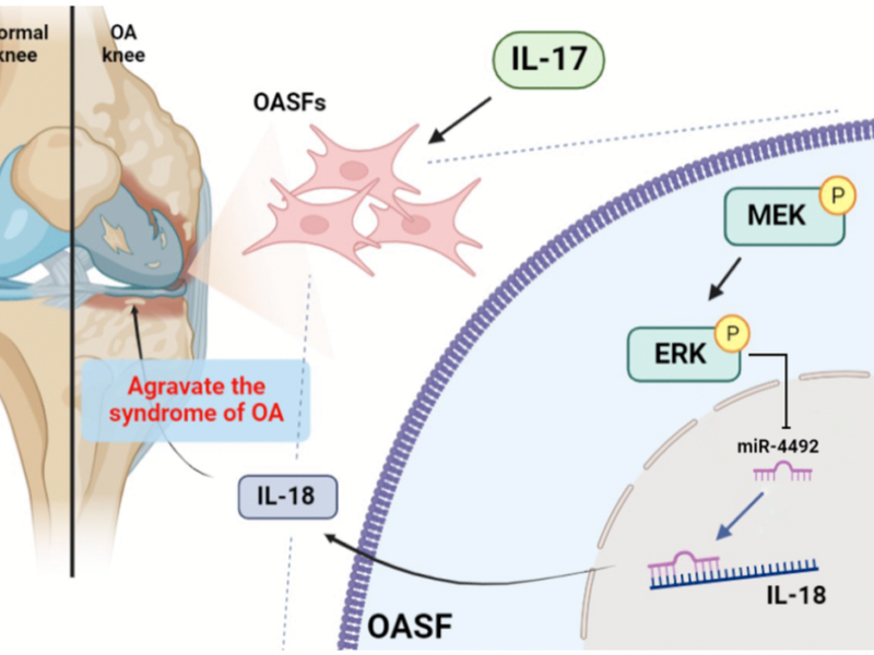 Figure 7. Schematic diagram illustrates the process whereby IL-17 treatment promotes IL-18 production in OASFs [osteoarthritis synovial fibroblasts].