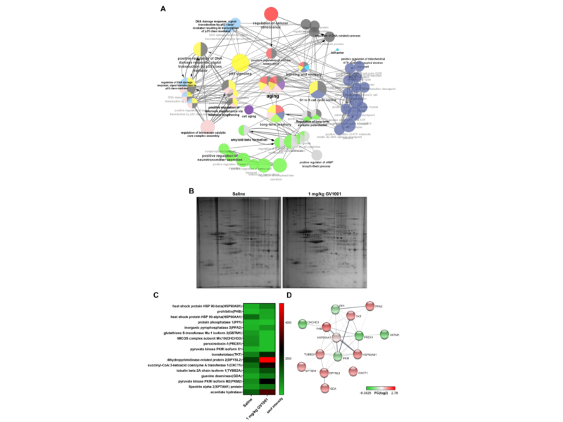 Figure 6. Effect of GV1001 on aging, telomere maintenance, and long-term memory confirmed via bioinformatics analysis.