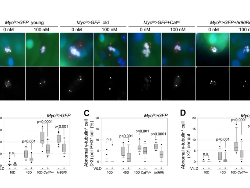 Figure 6. Inhibitory effect of VitD on age- and oxidative stress-related accumulation of supernumerary centrosomes in midgut ISCs.