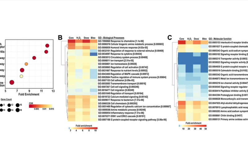 Mapping the core senescence phenotype of primary human colon fibroblasts (Figure 4)