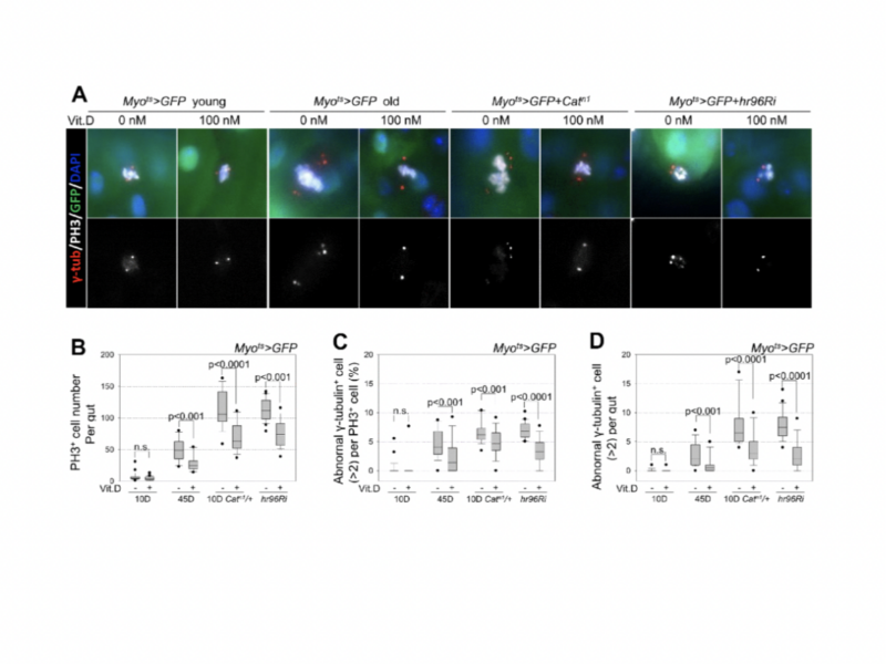 The anti-aging effect of vitamin D and vitamin D receptor in Drosophila midgut