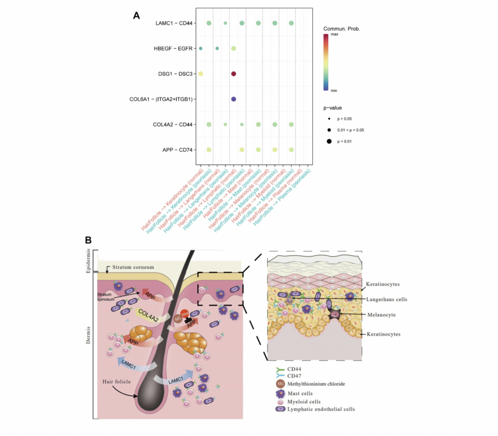 Figure 5. Hair follicle-psoriasis axis at the single cell level. (A) Significant ligand-receptor pairs between different subtypes of cells in psoriatic and normal skin. The size of the circles represents significance, and the colour represents the magnitude of the probability of communication between subtypes of cells. (B) Diagram of the “hair follicle-psoriasis axis” at the single cell level. Hair follicles release APP, LAMC1 or COL4A2, which communicates with resident immune cells such as melanocytes, mast cells and myeloid cells, thereby activating the immune “garrison” in the local area.