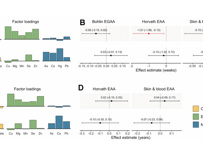 Figure 3. Factor loadings and associations with epigenetic gestational age acceleration (EGAA) and epigenetic age acceleration (EAA) at birth and in mid-childhood. prenatal