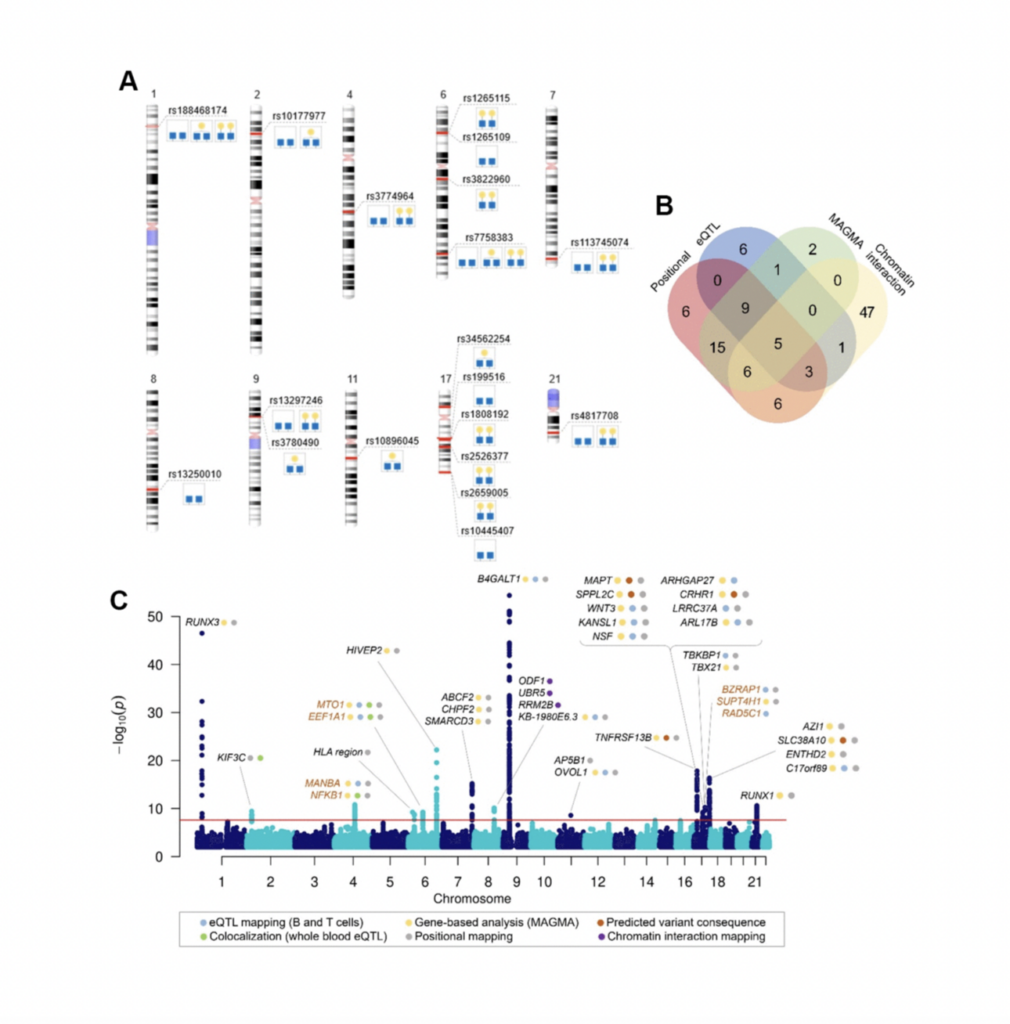 Figure 1. Genome-wide significant associations with galactosylation phenotypes. (A) Top SNP in identified genomic regions for each associated trait, (B) Venn diagram showing the number of genes mapped by positional mapping, chromatin interaction mapping, eQTL mapping and genome-wide gene-based association analysis (MAGMA), (C) Manhattan plot of genome-wide significant associations in IgG galactosylation GWAS with prioritized genes in each locus. Plot shows -log10(p-values) of association on y-axis and SNPs ordered by chromosomal location on x-axis. Red line indicates the genome-wide significance threshold (2.5 ×10-8). Orange gene names indicate novel loci associated with IgG glycosylation.