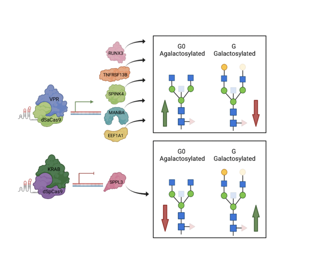 Figure 3. A graphical review of up-to-date functional validation of GWAS hits associated with IgG glycosylation using HEK293FS transient expression system with stably integrated dCas9-VPR or dCas9-KRAB fusions.